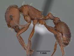 Image of Large Seed Harvesting Ant