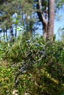 Image of alpine bilberry