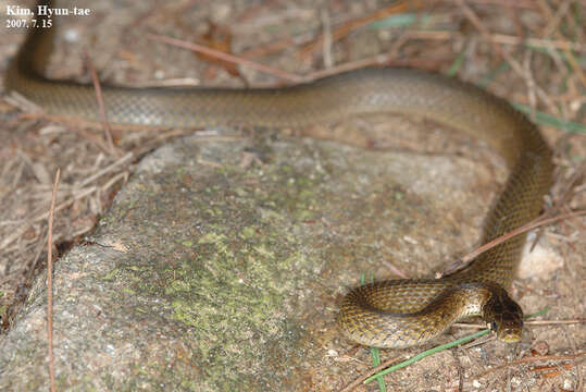 Image of Japanese Keelback