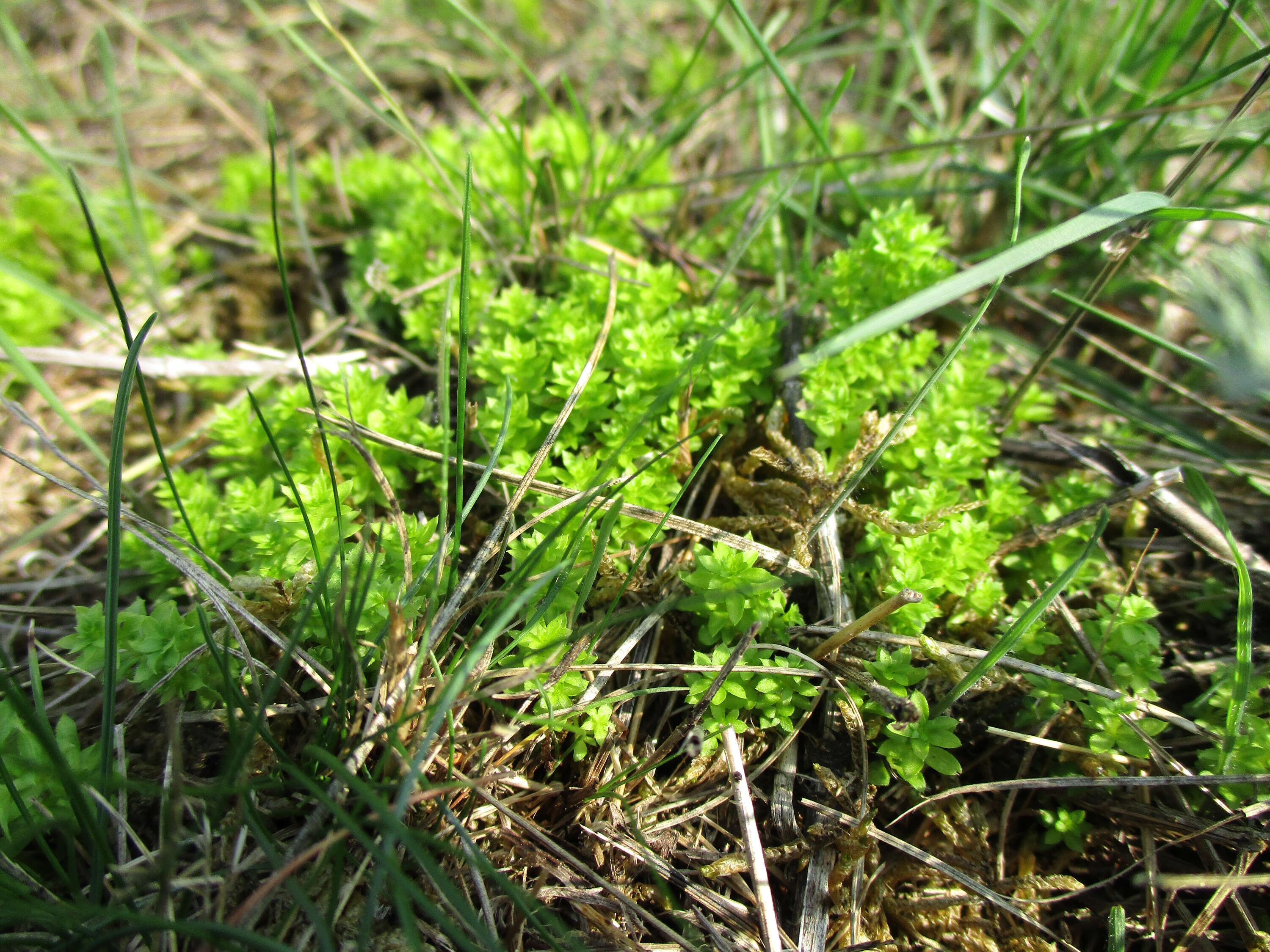 Image of White bedstraw