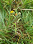 Pulicaria vulgaris Gaertn. resmi