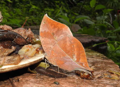 Image of Sahyadri blue oakleaf