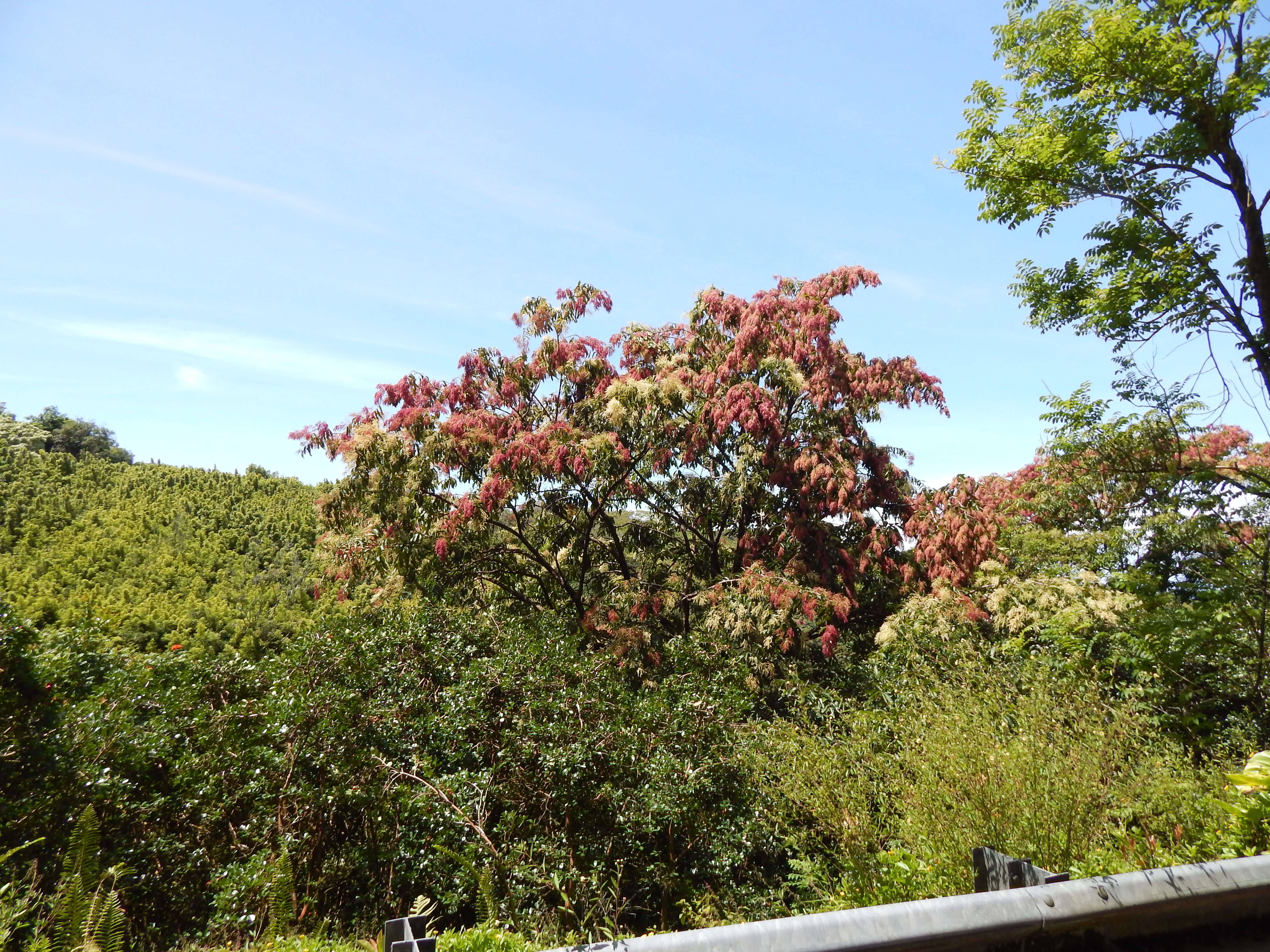 Sivun Terminalia myriocarpa Van Heurck & Müll. Arg. kuva