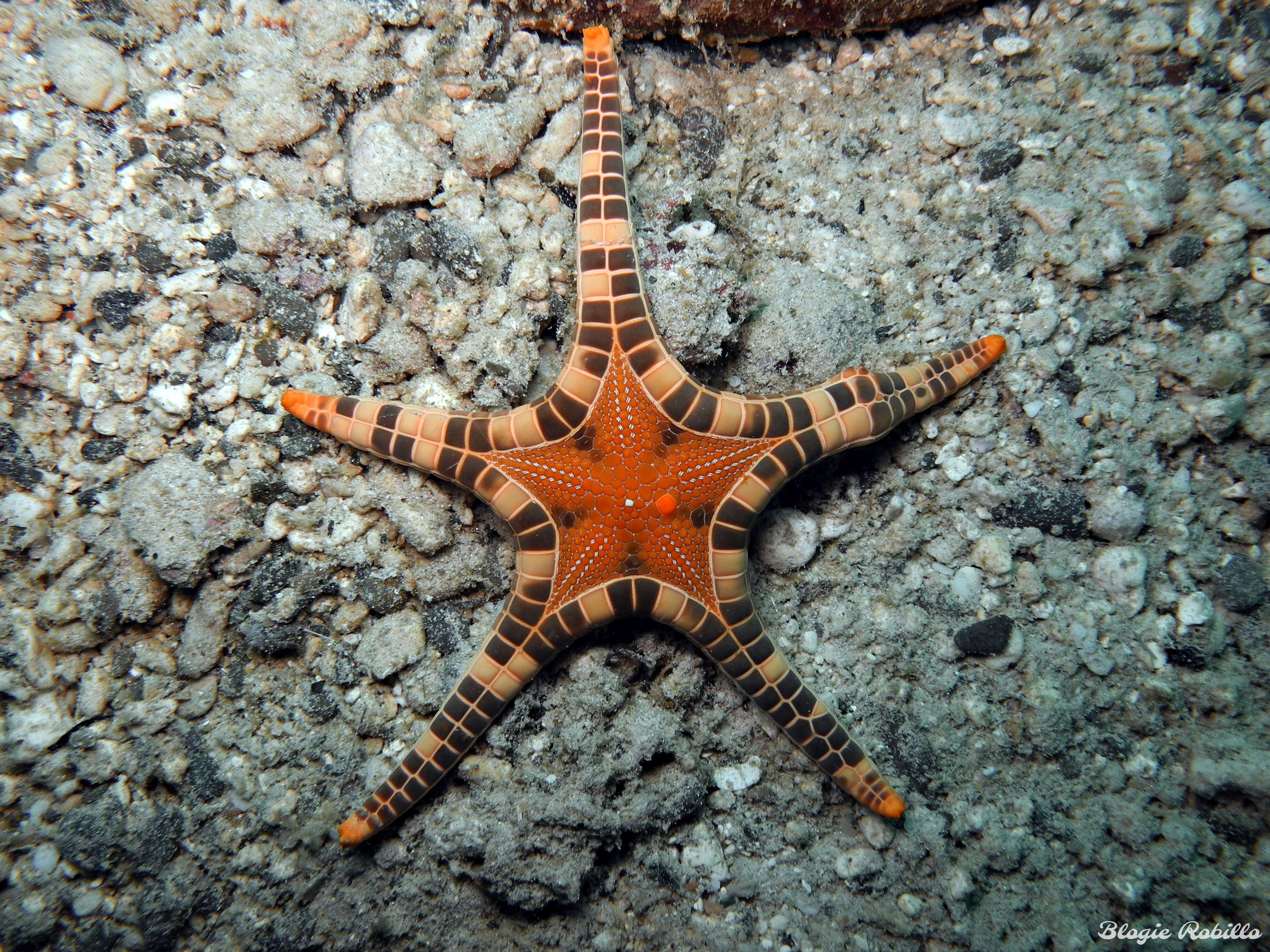 Image of Double Sea Star