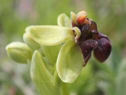 Image of Bumblebee orchid