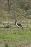 Image of Saddle-billed Stork