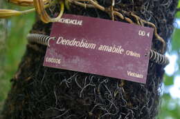 صورة Dendrobium amabile (Lour.) O'Brien