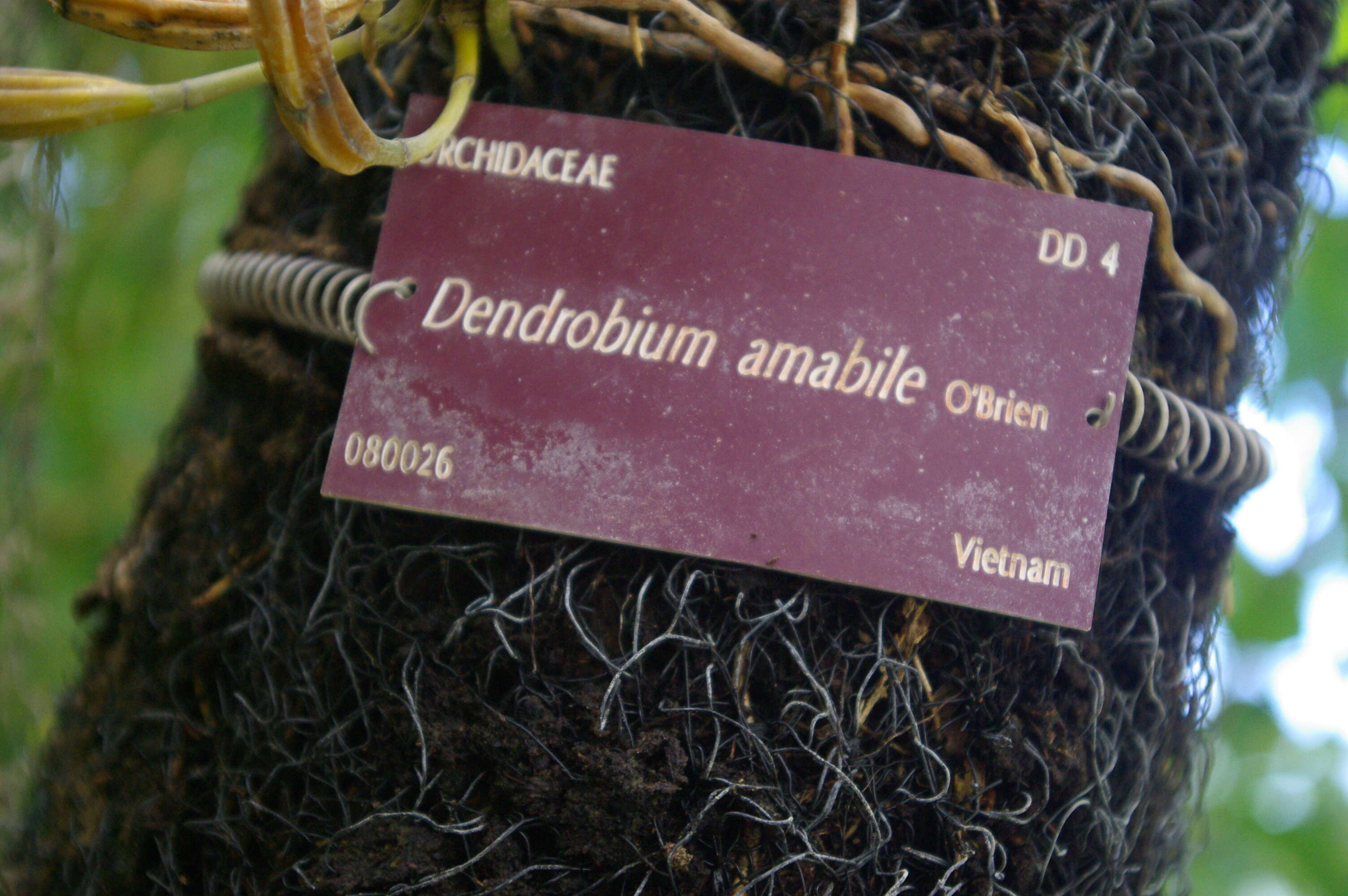 Dendrobium amabile (Lour.) O'Brien resmi