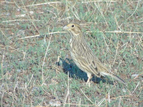 Image of Corn Bunting