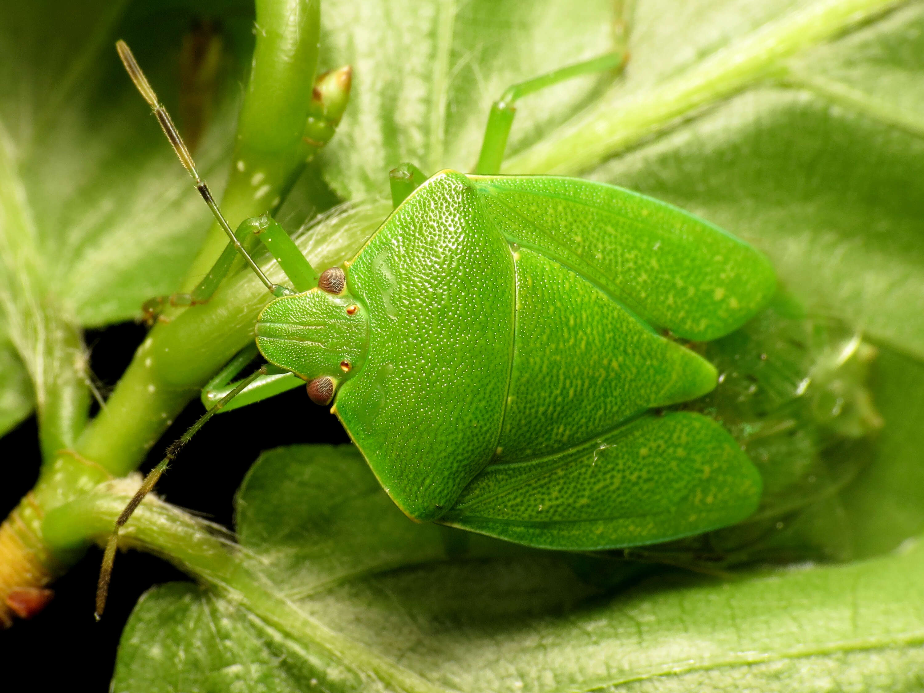 Image of Green stink bug