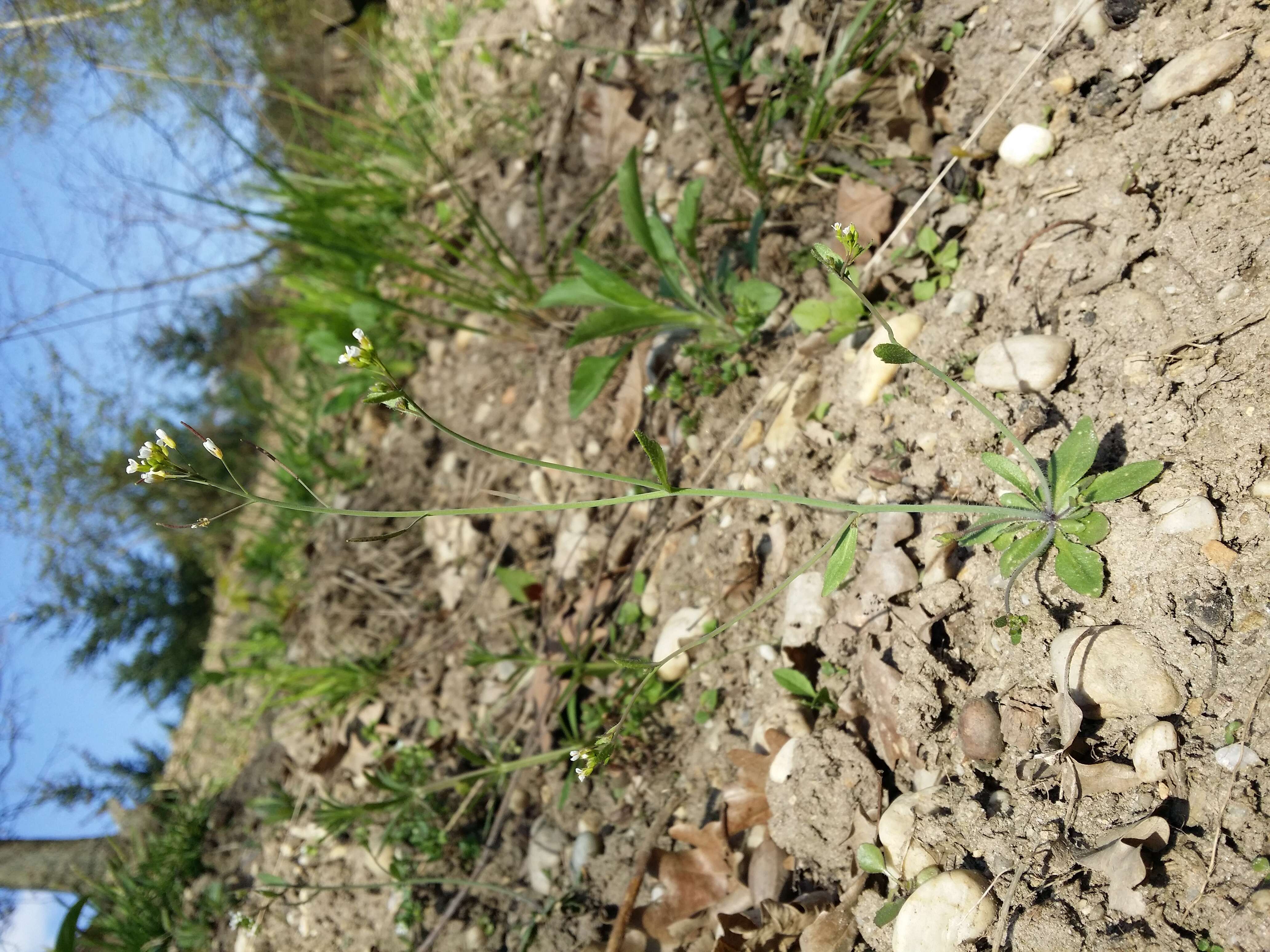 Image of Mouse-ear Cress