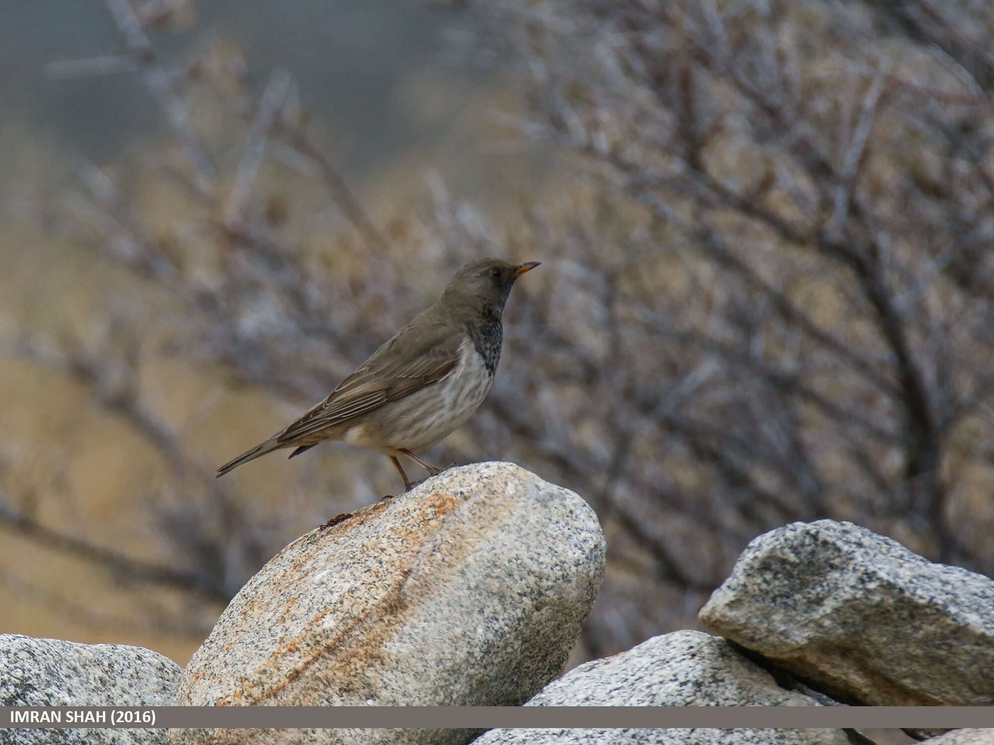 Image of Black-throated Thrush