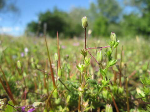 Imagem de Erodium cicutarium (L.) L'Her.