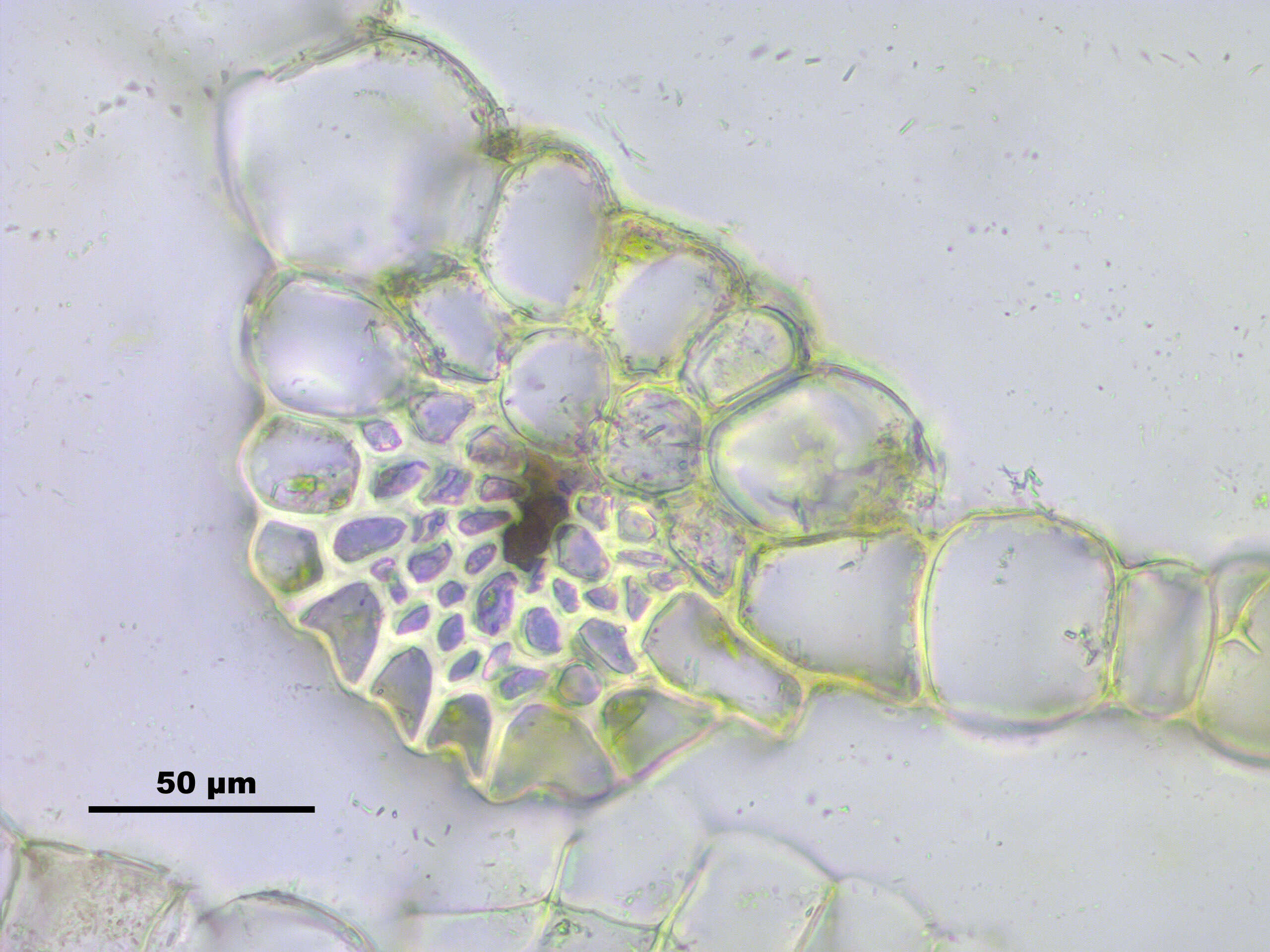 Image of Schleicher's bryum moss