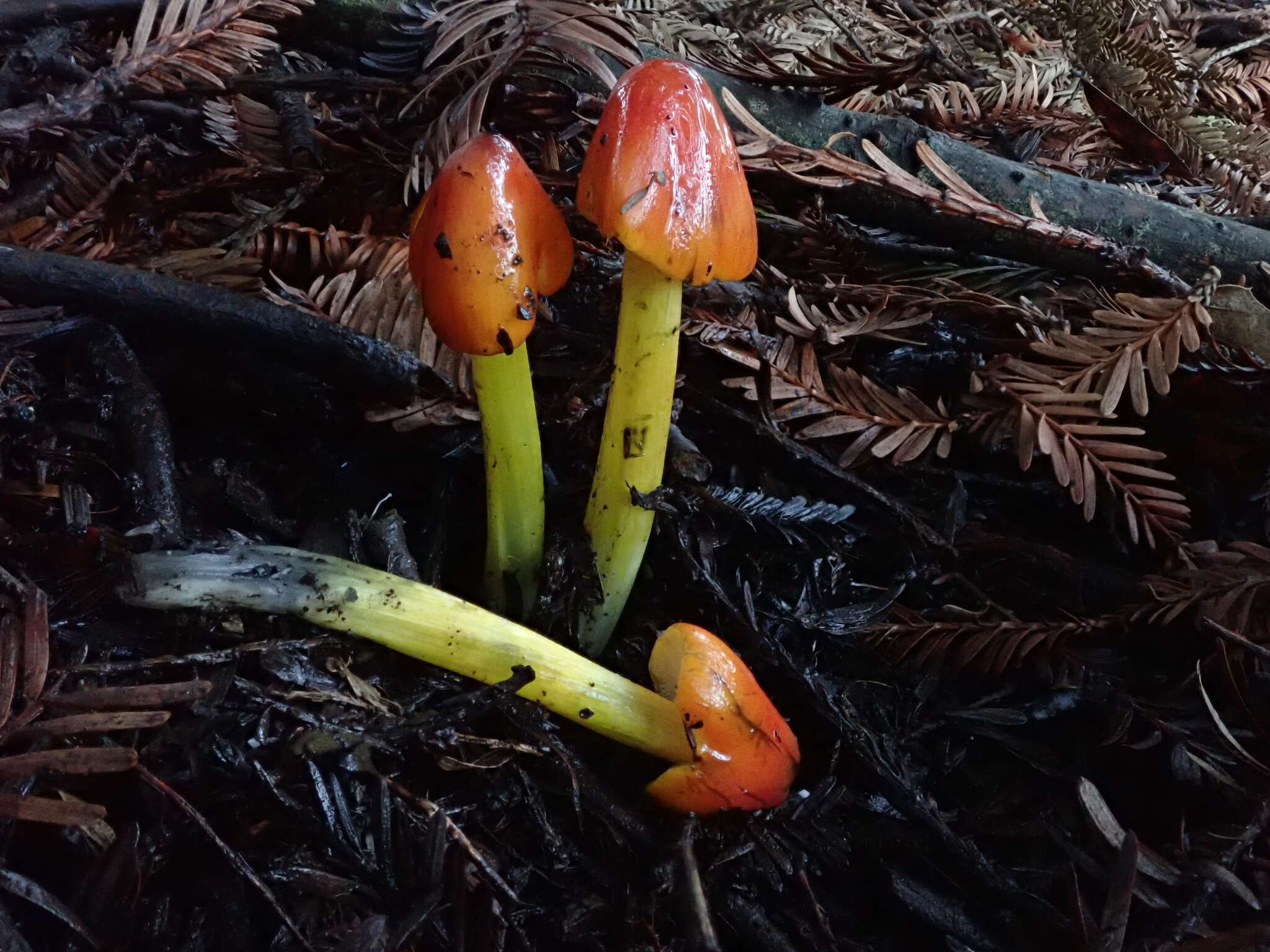 Image of Hygrocybe conica (Schaeff.) P. Kumm. 1871