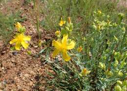 Image of Hypericum aucheri Jaub. & Spach