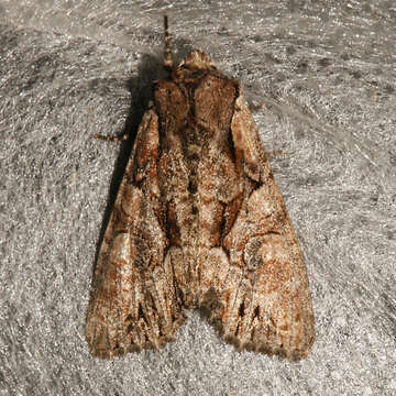 Image of Speckled Cutworm