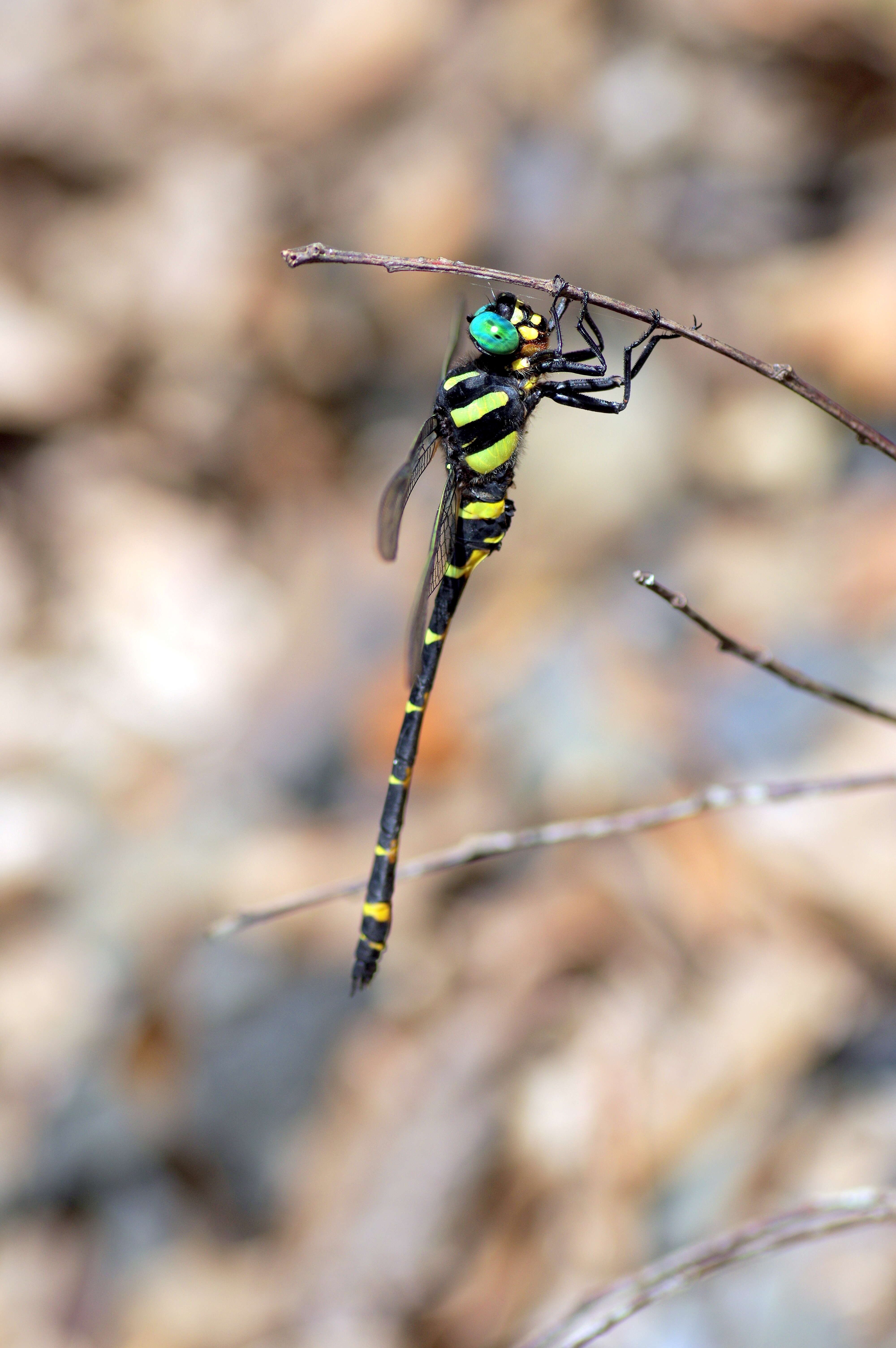 Image of Anotogaster sieboldii (Selys 1854)