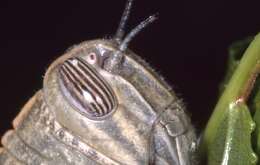 Image of egyptian grasshopper, tree locust