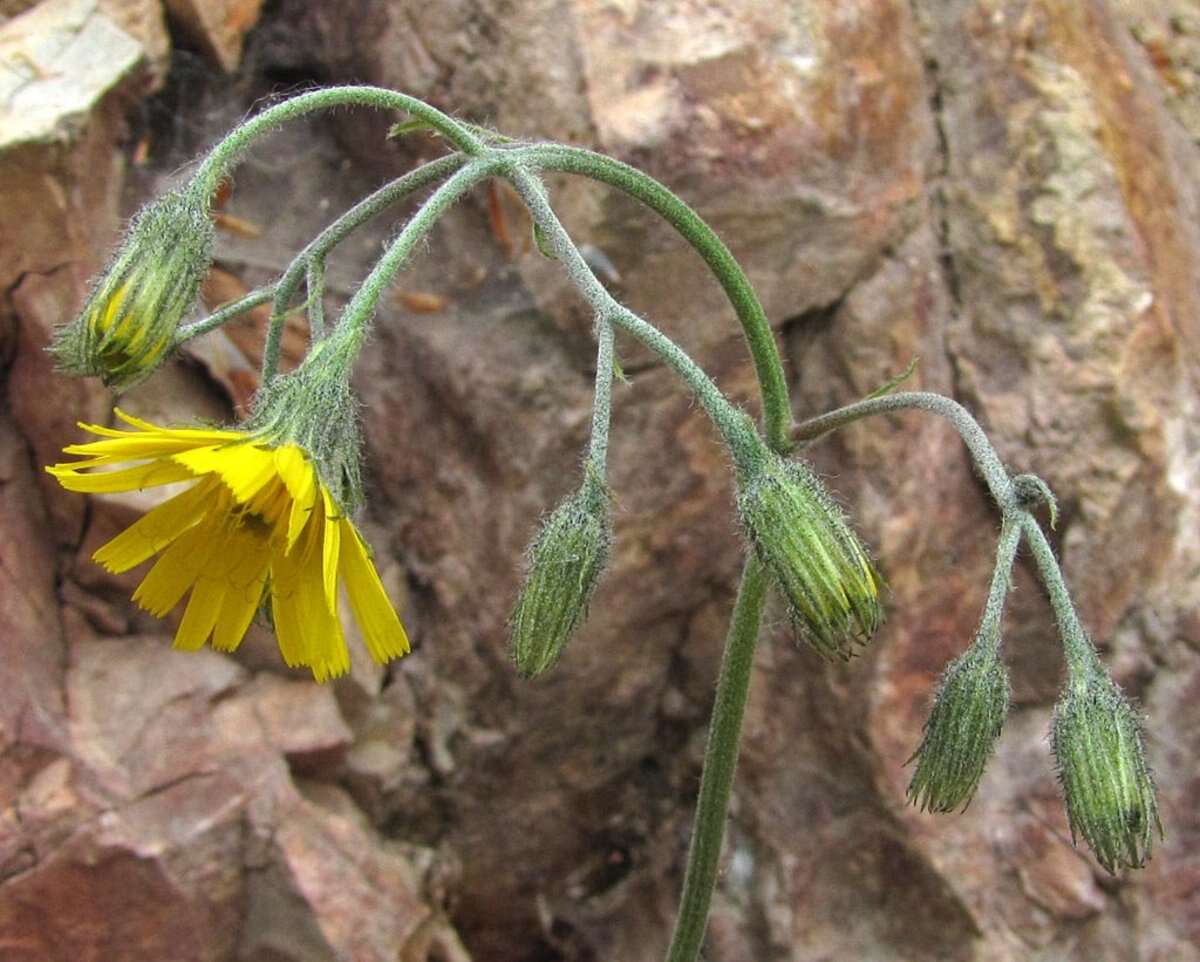 Image of Hieracium bifidum Kit.