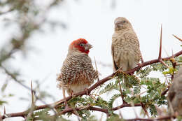 Image of Red-headed Finch