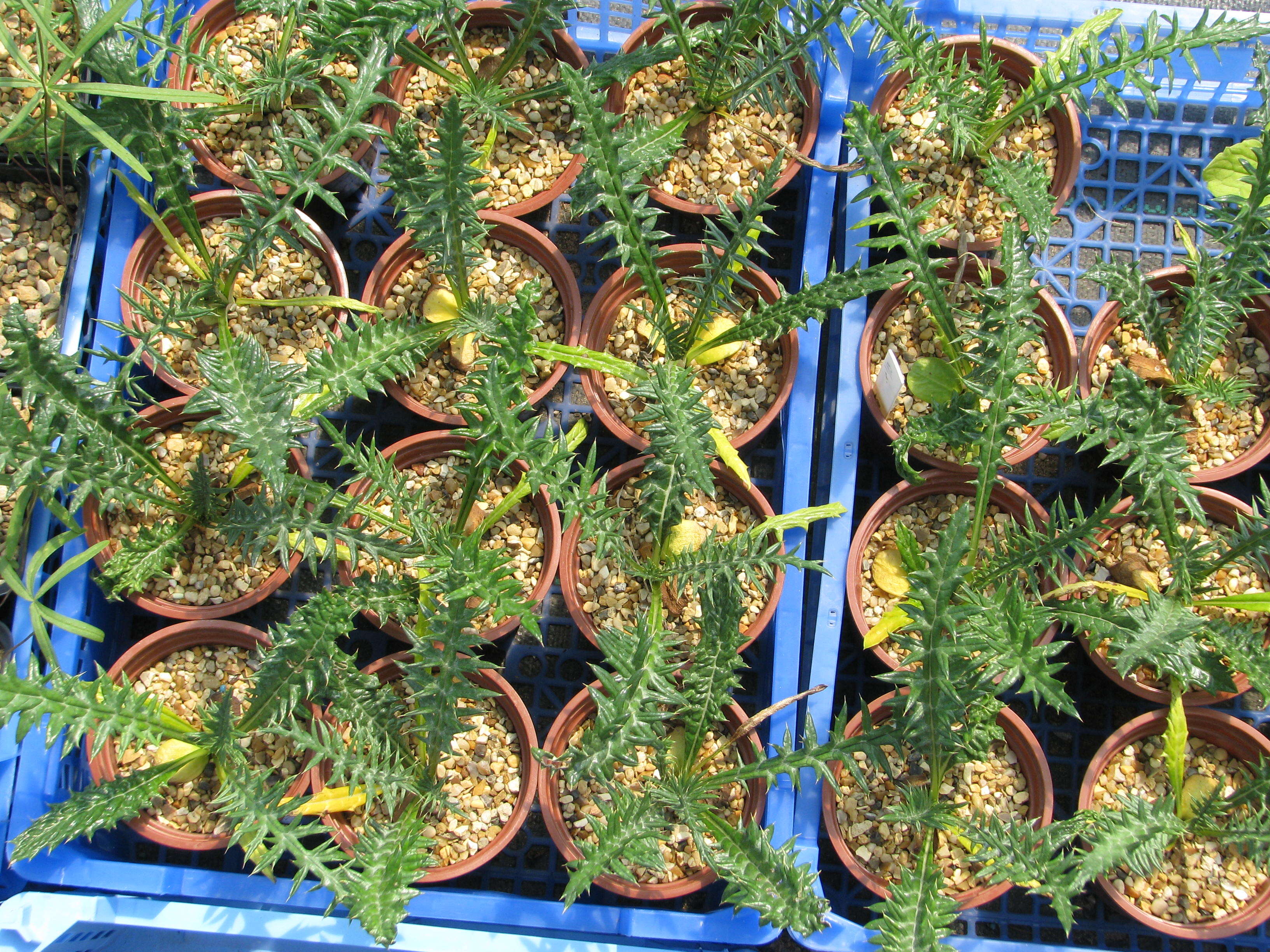 Image of Cynara humilis L.