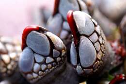 Image of goose-necked barnacle