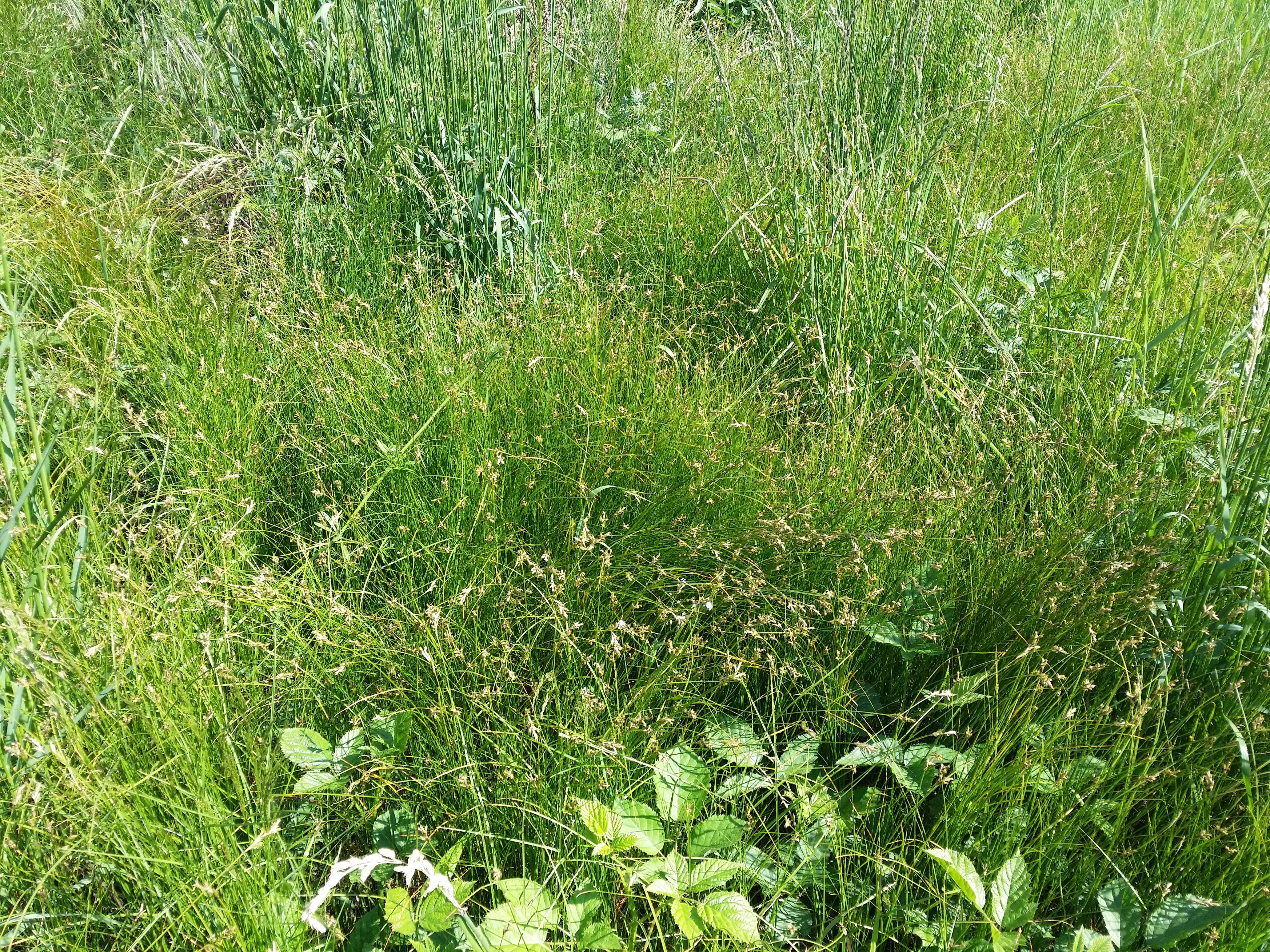 Image of quaking-grass sedge