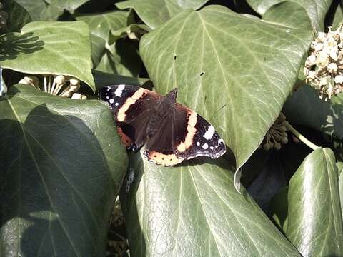 Image of Red Admiral