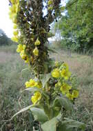 Image of Great Mullein