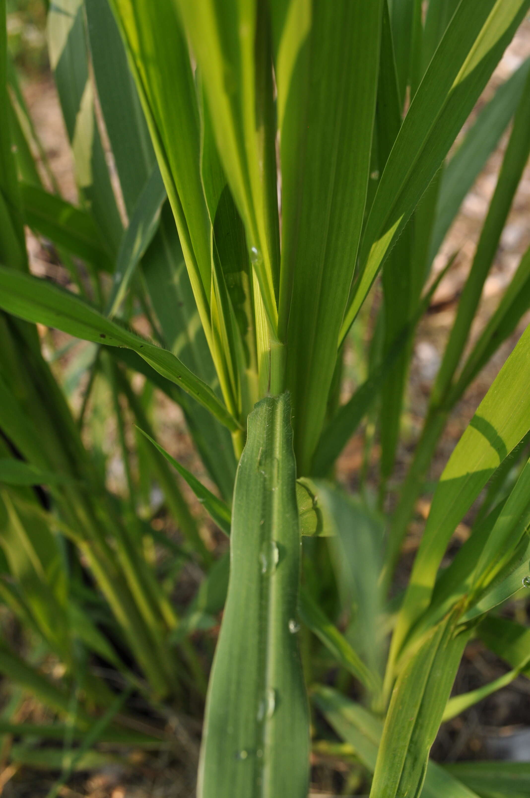 Image de sétaire verte