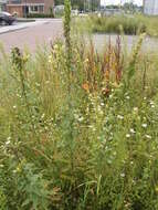 Image of Evening primrose