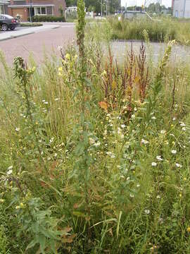 Слика од Oenothera parviflora L.