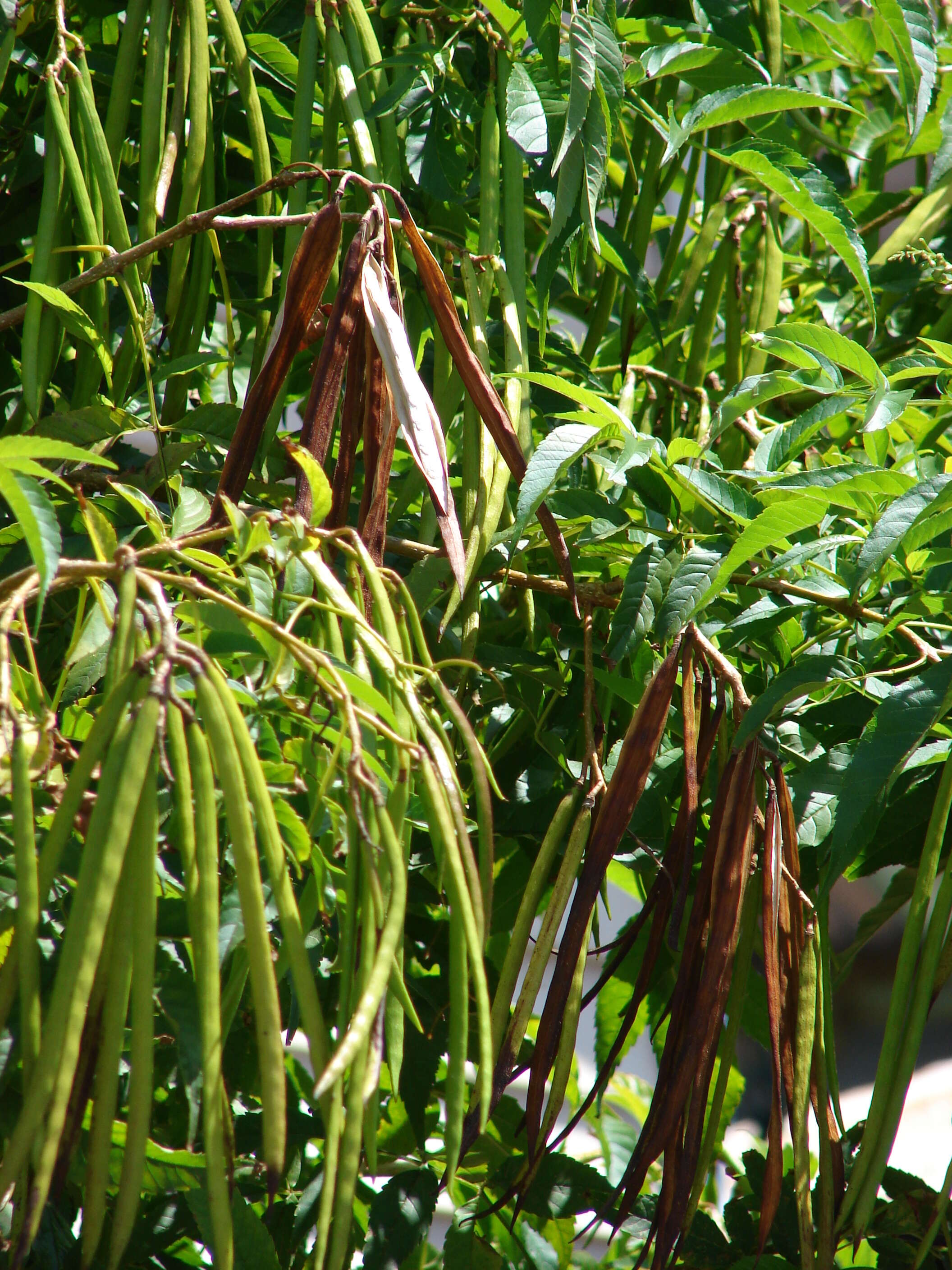 Image of Yellow bells