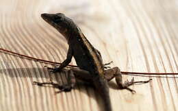 Image of Bahaman brown anole