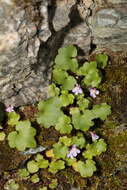 Image of Ivy-leaved Toadflax