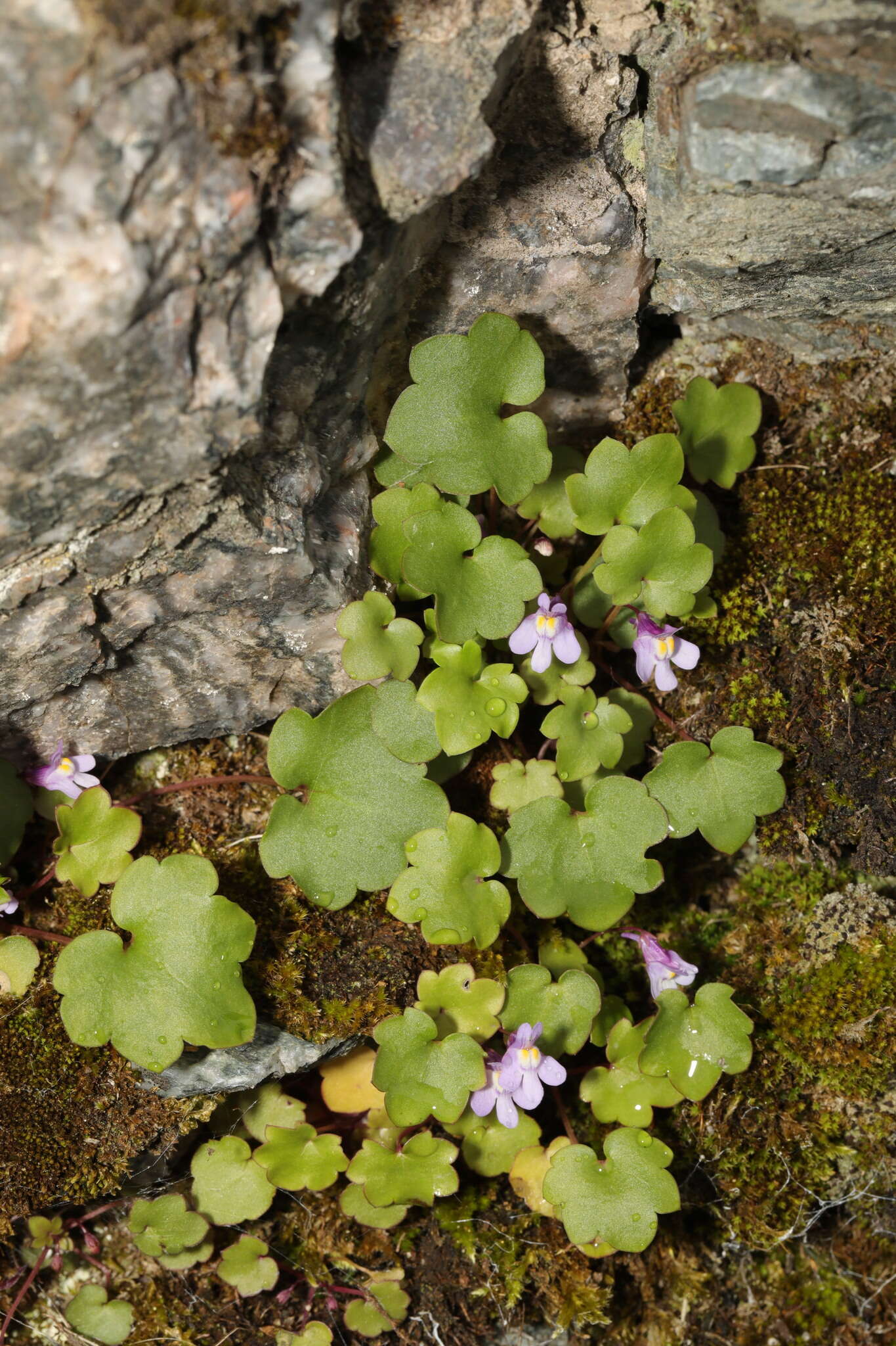 Image of Ivy-leaved Toadflax