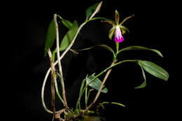 Imagem de Cattleya dormaniana (Rchb. fil.) Rchb. fil.