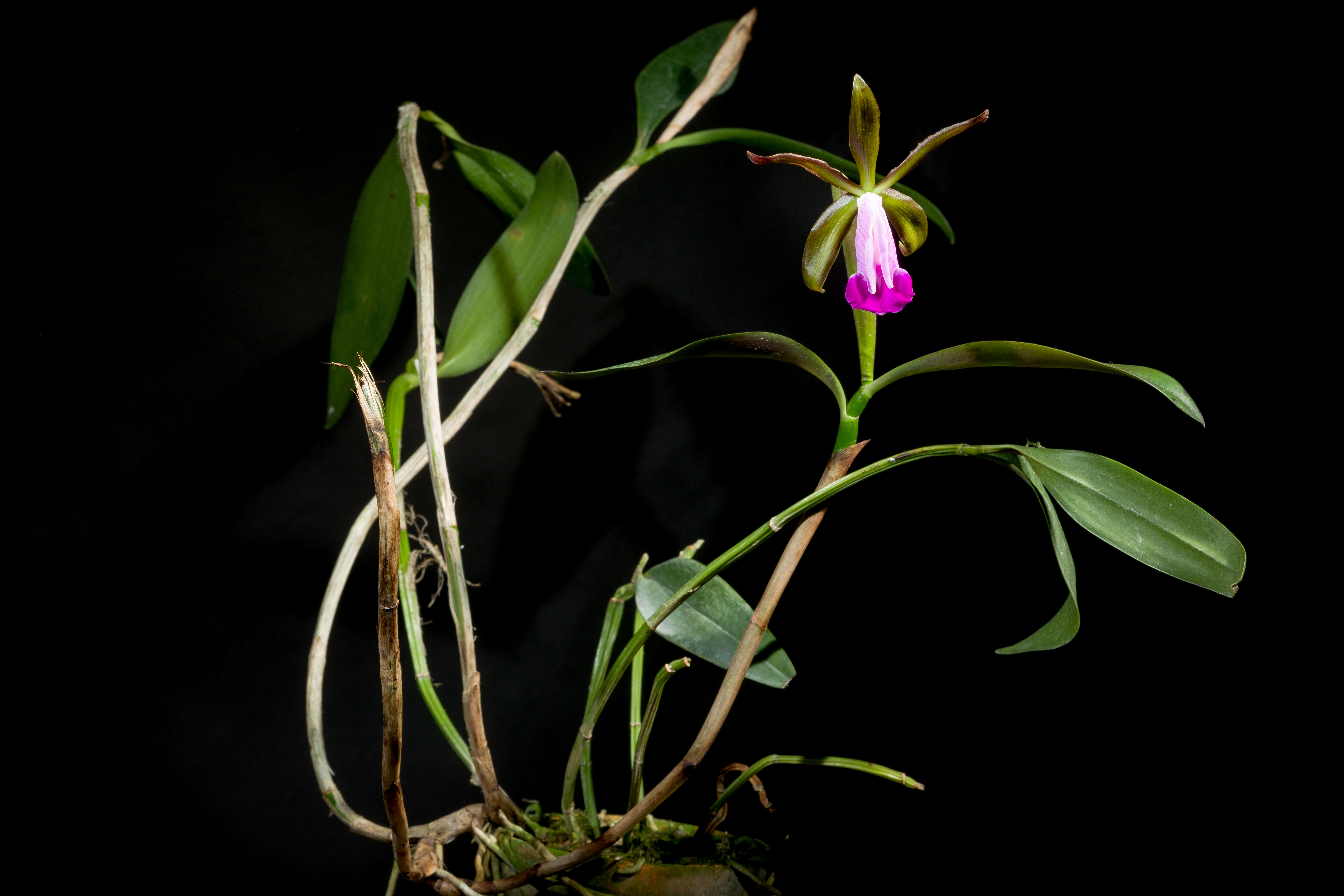 Imagem de Cattleya dormaniana (Rchb. fil.) Rchb. fil.