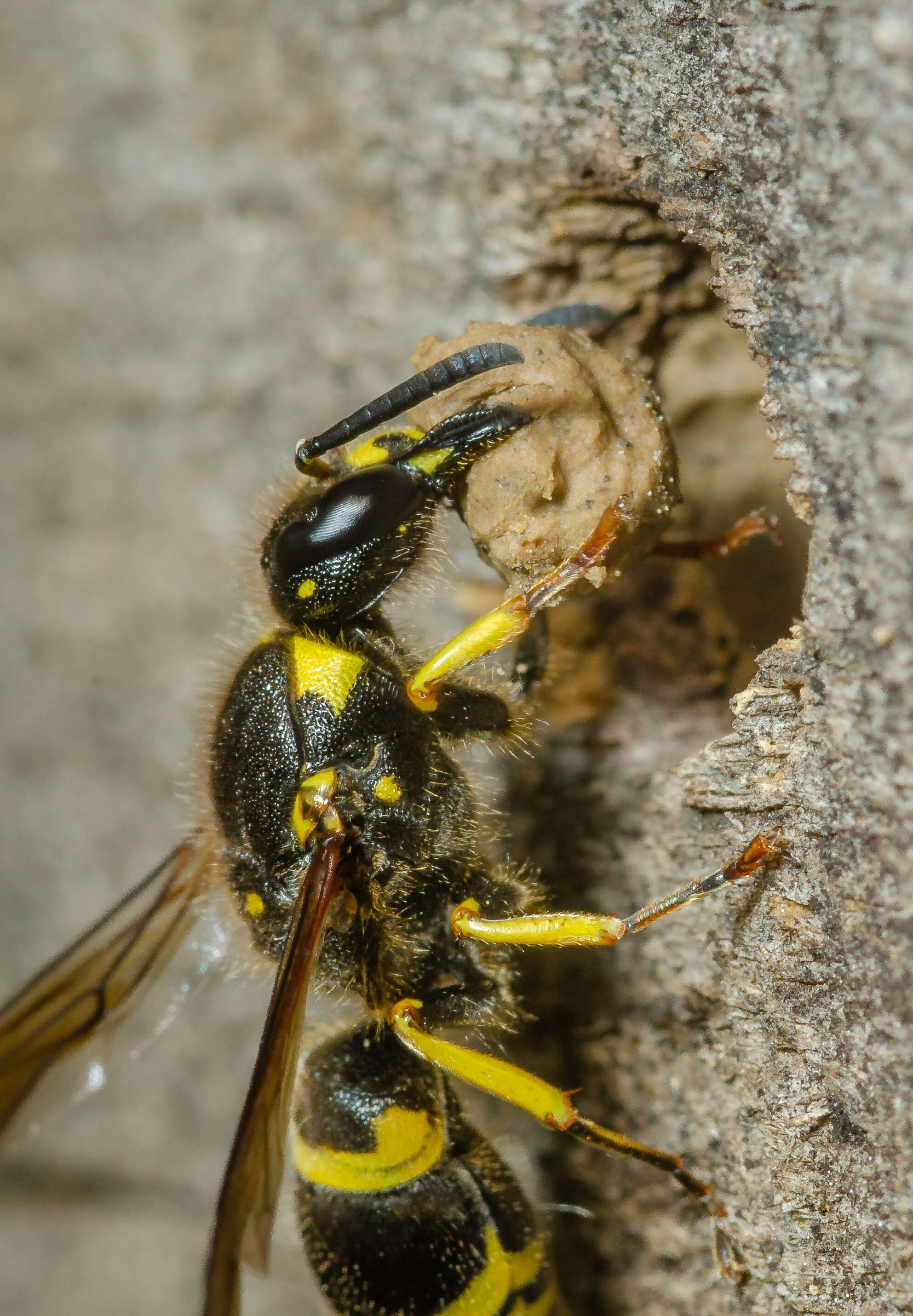 Image of Ancistrocerus nigricornis (Curtis 1826)