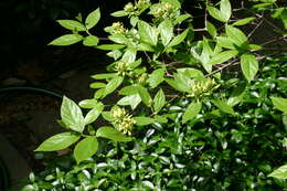 Image de Calycanthus floridus L.