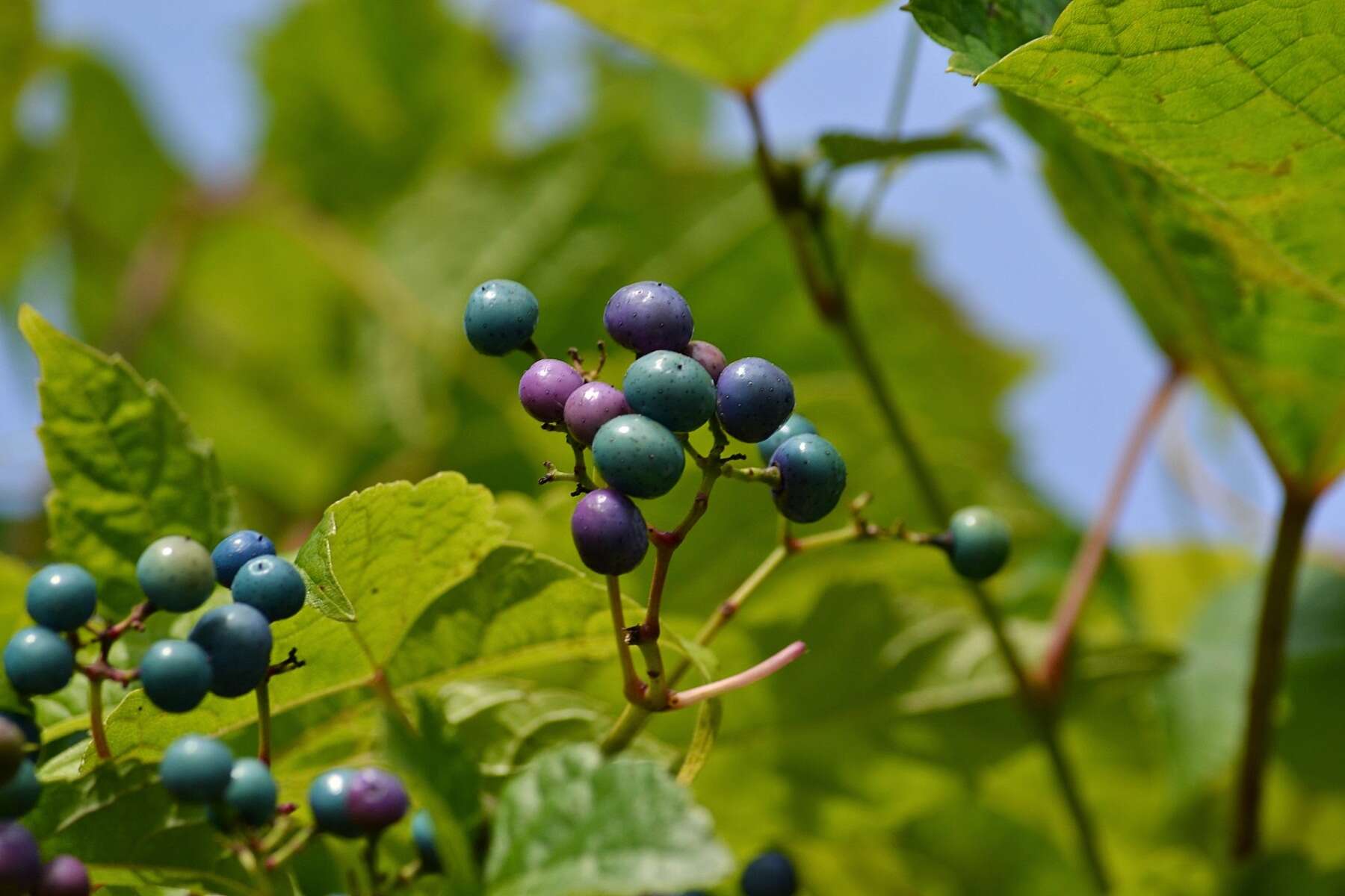 Image of Ampelopsis heterophylla var. vestita Rehd.