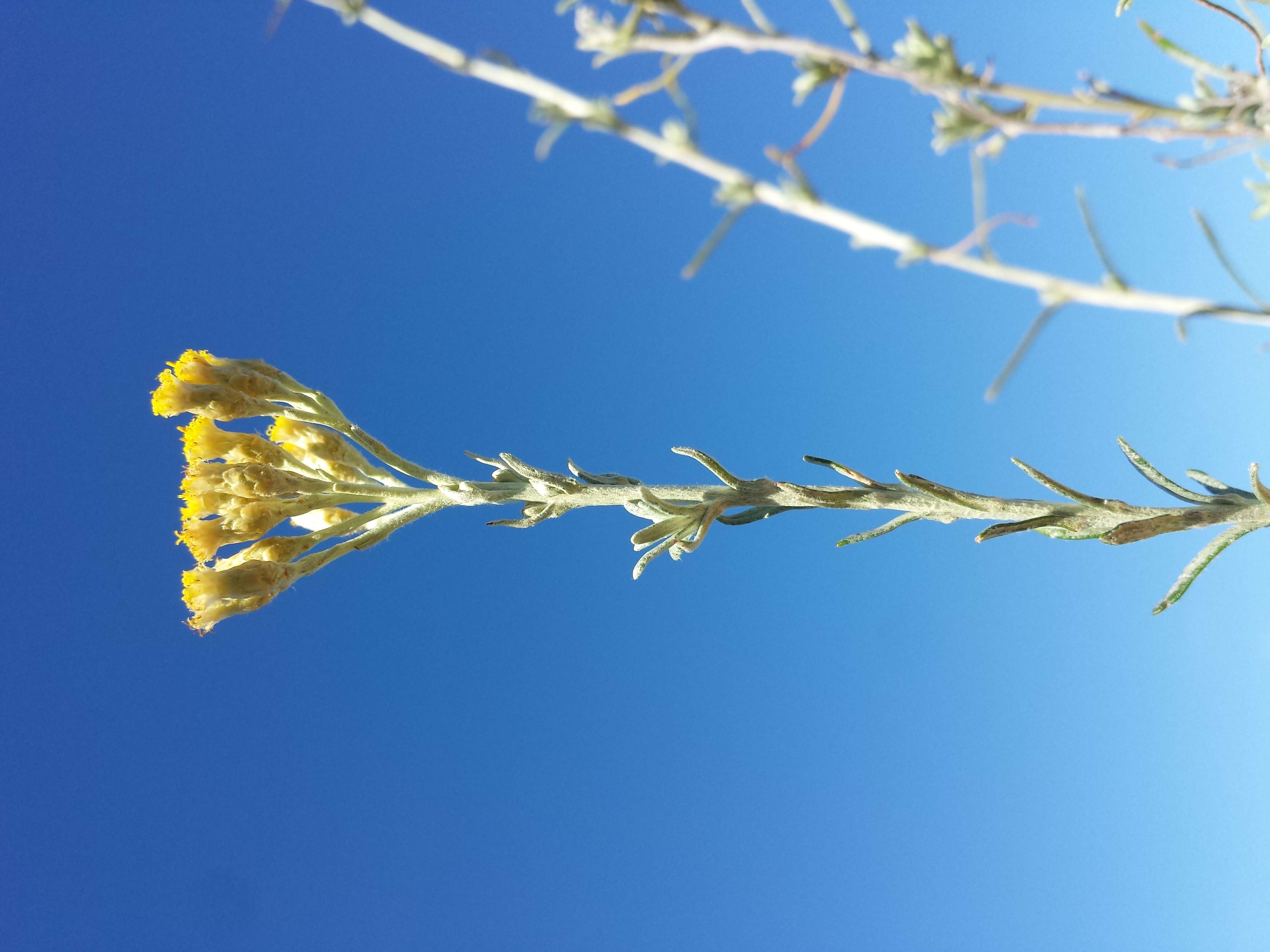 Слика од Helichrysum italicum (Roth) G. Don fil.