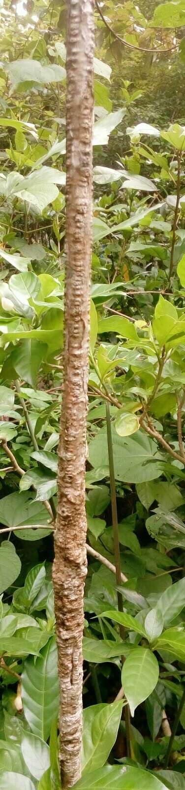 Image of Tinospora cordifolia (Willd.) Miers