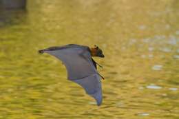 Image of Gray-headed Flying Fox