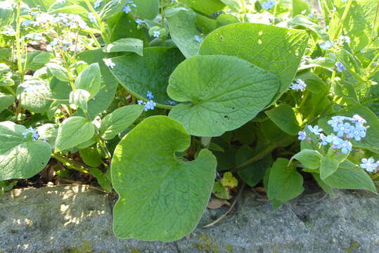 Plancia ëd Brunnera macrophylla (Adams) I. M. Johnst.