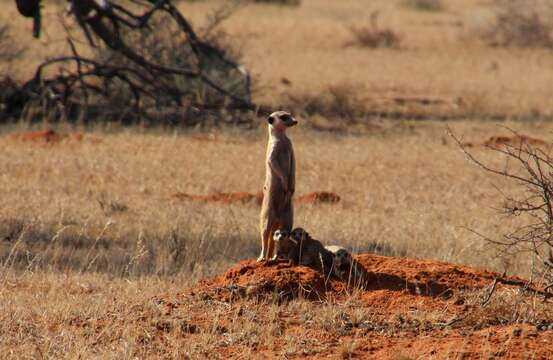 Image of Suricata Desmarest 1804