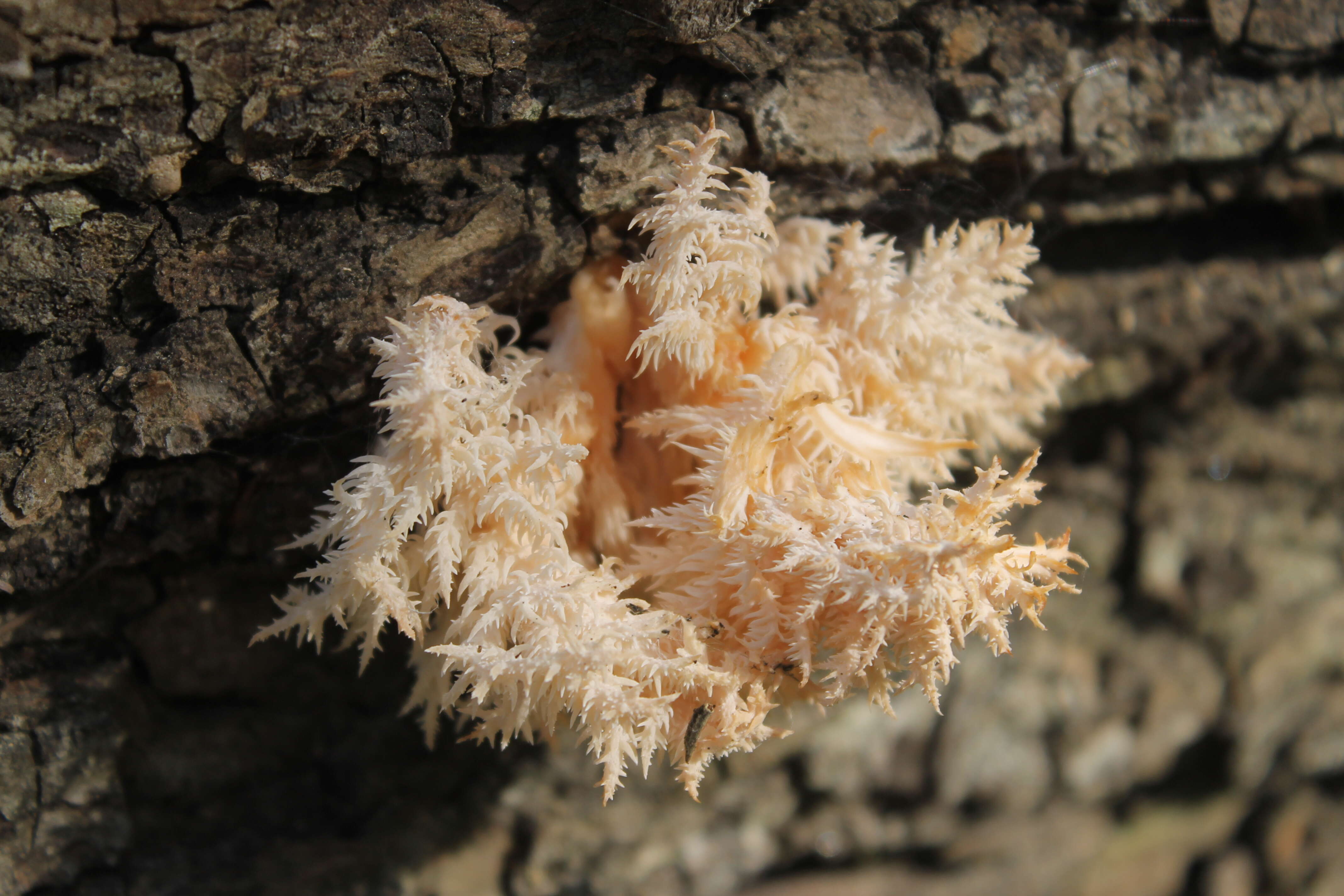 Hericium coralloides (Scop.) Pers. 1794 resmi