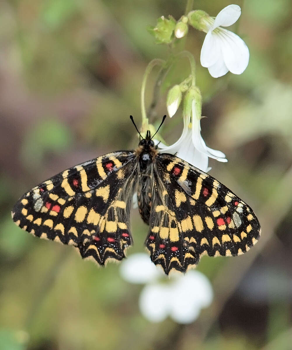 Image of Zerynthia rumina (Linnaeus 1758)