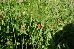 Image of Red-Band Fritillary